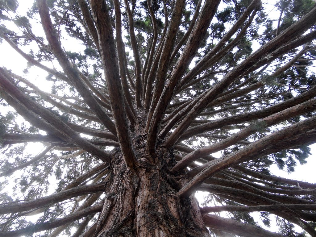 Sequoiadendron giganteum